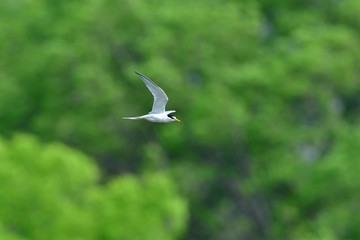 新緑バックに飛ぶコアジサシ