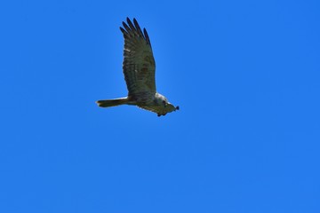 青空バックに颯爽と飛ぶチュウヒ