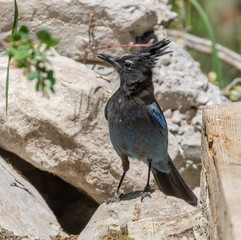 Steller-s jay at Capulin Spring in Sandia Mountains, New Mex ico