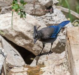 Steller-s jay at Capulin Spring in Sandia Mountains, New Mex ico