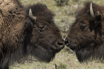 Bison - Nose to Nose;  Yellowstone NP;  Wyoming