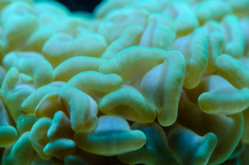 Close up of Green metallic LPS Hammer Coral (Euphyllia ancora)