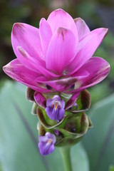 Obraz na płótnie Canvas Orchid purple