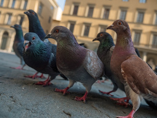 Eine Gruppe Tauben