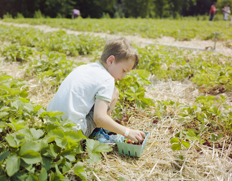 Family day at the Strawberry patch