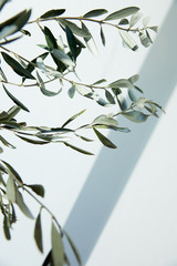 olive branches in front of white wall with shadow