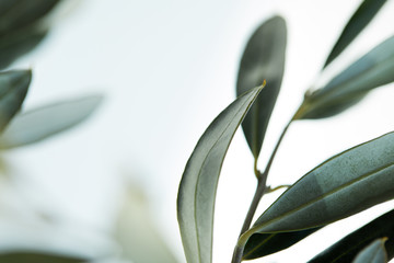 close up view of leaves of olive branch on blurred background