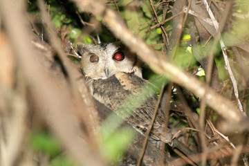 Keoladeo National Park, India