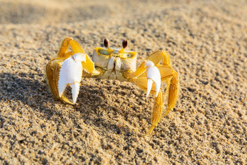 Crab standing on sandy beach shore in the Outer Banks of North Carolina
