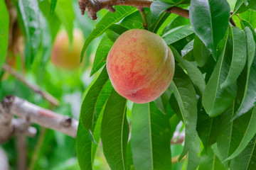 初夏の桃畑　ほんのり赤く色づいた桃