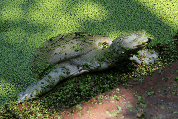 Keoladeo National Park, India
