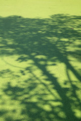 Keoladeo National Park, India