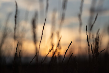 Fototapeta na wymiar defocus, field grass on evening sky background, sunset