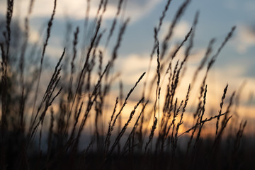 Fototapeta na wymiar defocus, field grass on evening sky background, sunset