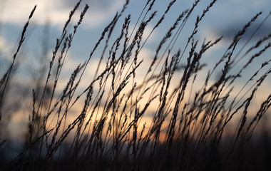 Obraz premium defocus, field grass on evening sky background, sunset