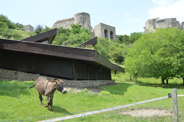  Bursztynowym szlakiem Słowackim -Bratysława- Osiołek zamku Devin