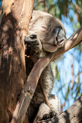 Fototapeta premium Sleeping koala in gum tree