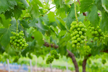 初夏のぶどう畑　色づく前の碧いぶどう