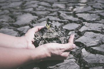Two hands holding a small tree on the soil to grow on dry soil and cracked background,Save earth concept