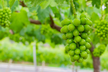 初夏のぶどう畑　色づく前の碧いぶどう