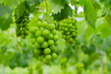 初夏のぶどう畑　色づく前の碧いぶどう