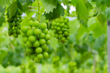 初夏のぶどう畑　色づく前の碧いぶどう