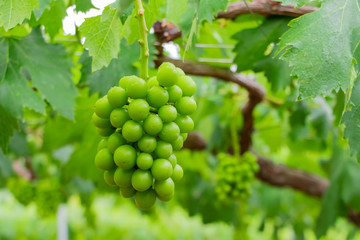 初夏のぶどう畑　色づく前の碧いぶどう