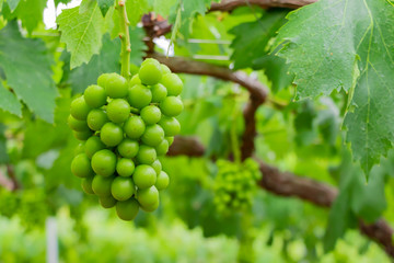 初夏のぶどう畑　色づく前の碧いぶどう