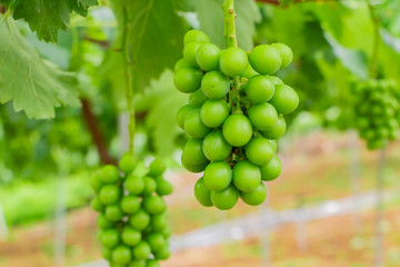 初夏のぶどう畑　色づく前の碧いぶどう