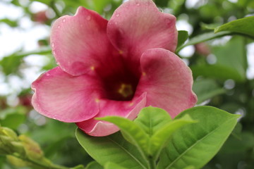 Fototapeta premium Flower