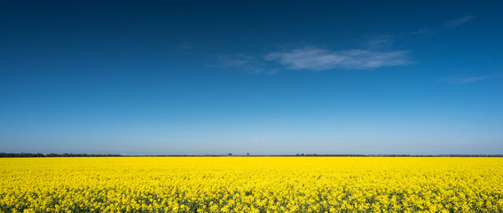 field of yellow against blue sky