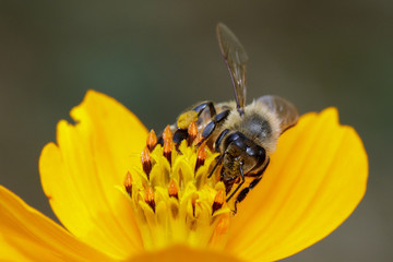 Image of bee or honeybee on yellow flower collects nectar. Golden honeybee on flower pollen. Insect. Animal