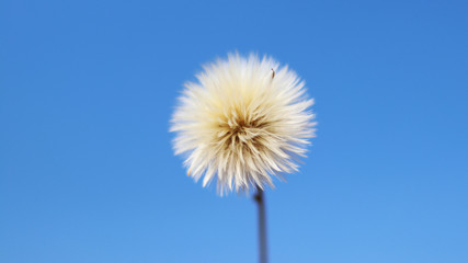 Dandelion spore for sky background