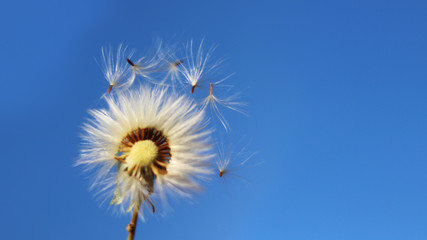 The Dandelion spores blow in the wind.