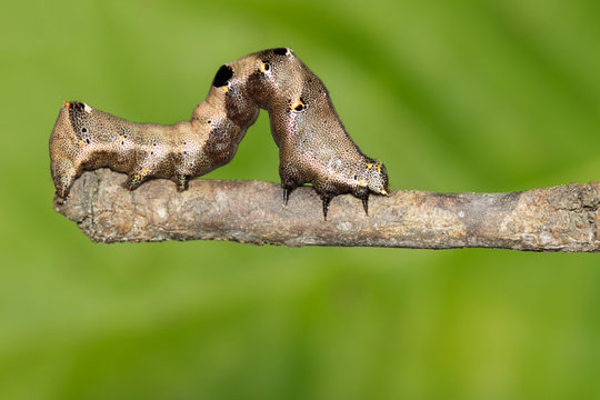 Image of brown caterpillar on a brown branch. Insect. Brown worm. Animal.