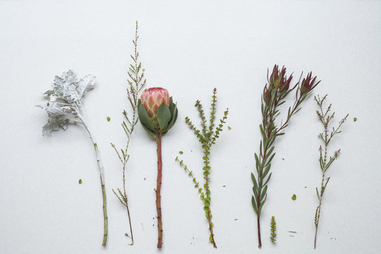 Native flora