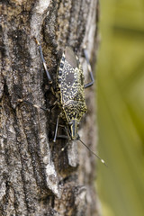 Image of stink bug (Erthesina fullo) on tree. Insect. Animal