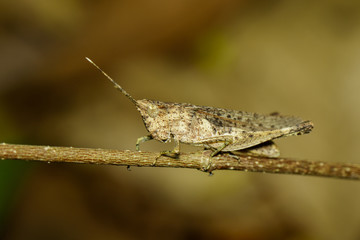 Image of a brown grasshopper (Apalacris varicornis) on dry timber. Insect Animal