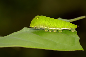 Image of Green Common Jay caterpillar (Graphium doson evemonides) on green leaf. Insect. Insect. Animal.