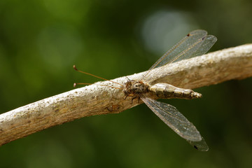 Image of an Ant-lion (Myrmeleontidae) on brown branch. Insect. Animal.