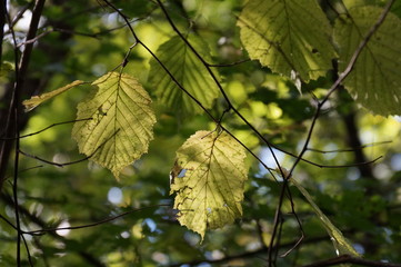 Autumn leaves highlighted by the sun