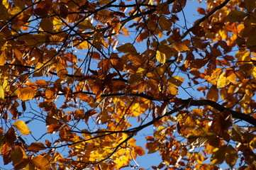 Branches of autumn trees