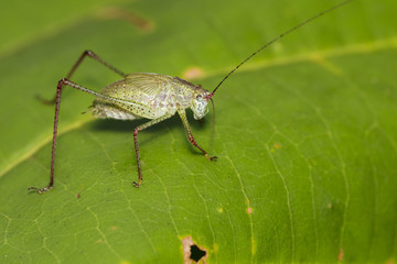 Image of green grasshopper (Small Green Leaf Katydid.,Orthelimaea leeuwenii) on green leaves. Insect Animal.