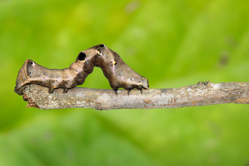 Image of brown caterpillar on a brown branch. Insect. Brown worm. Animal.