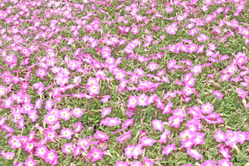 Fields of pink flowers