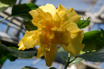 Yellow Chinese rose flower