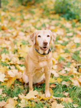 Beautiful dog on autumnal meadow