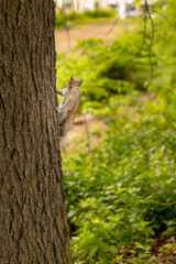 Squirrel climbing a tree
