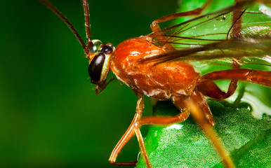 Parasite Wasp