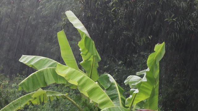 Heavy rain falling on banana leaves ,rainy season